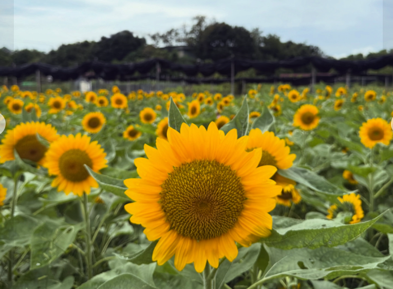 親子好去處「信芯園」太陽花季
